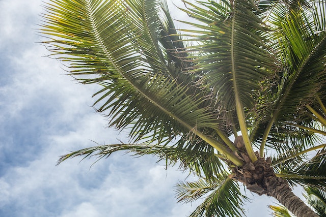 palm tree from beneath